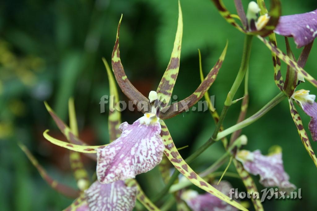 Odontoglossum bictoniense x Brassia giraudeana 