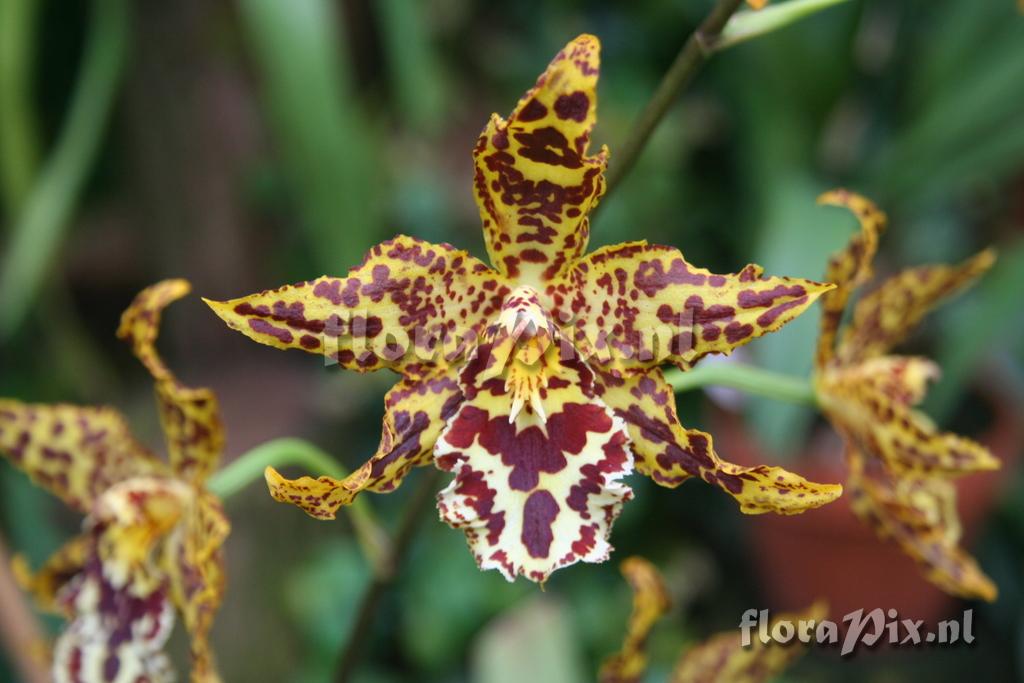 Odontoglossum 