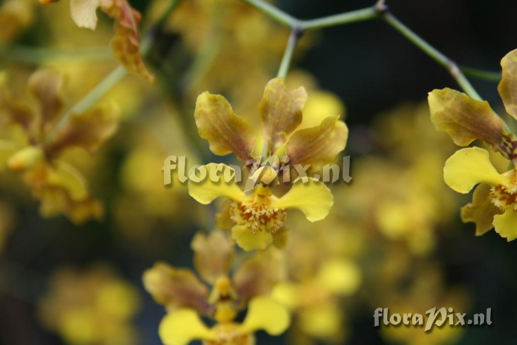 Oncidium ciliatum 