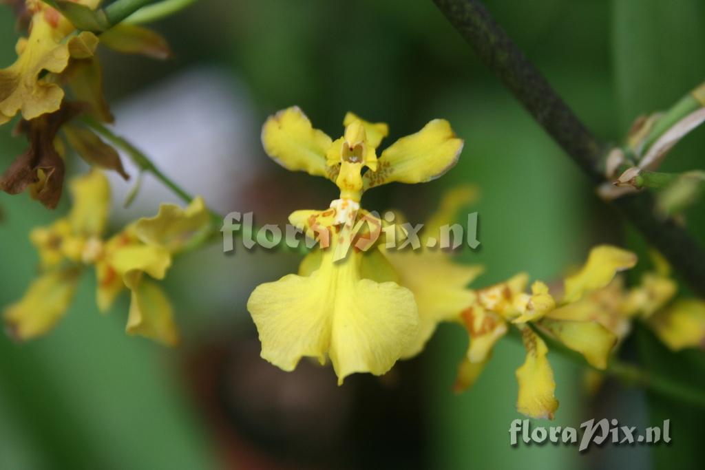 Oncidium fasciculatum 