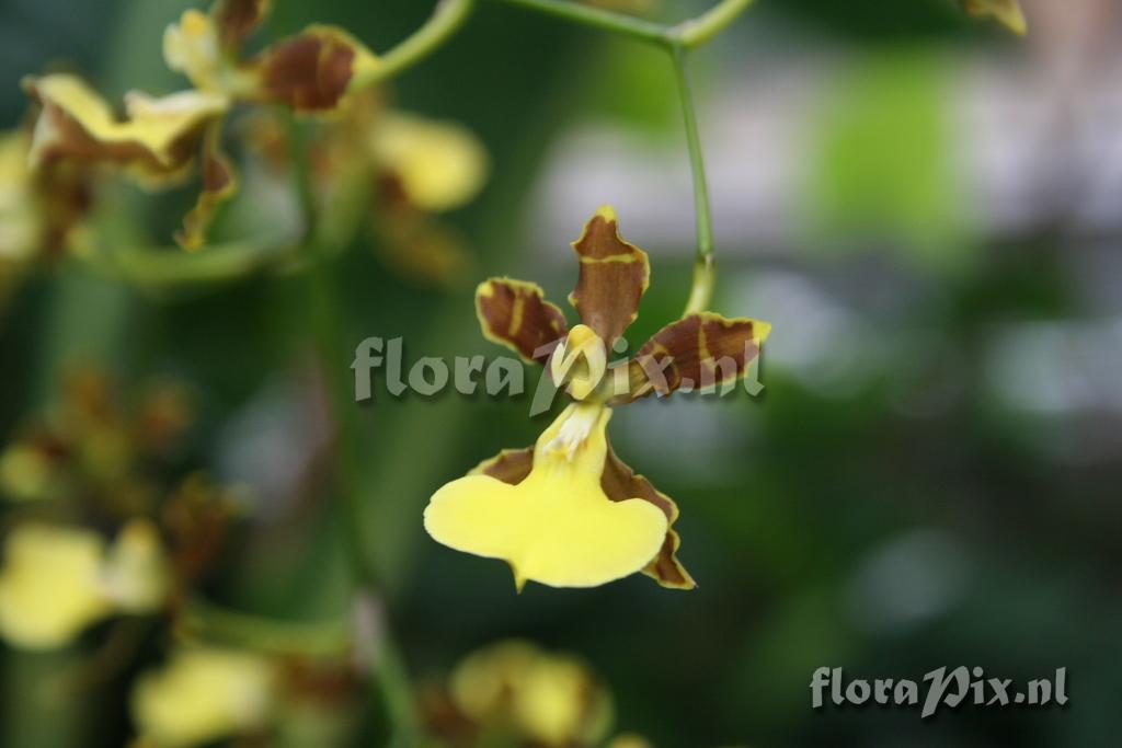 Oncidium hyphaematicum 