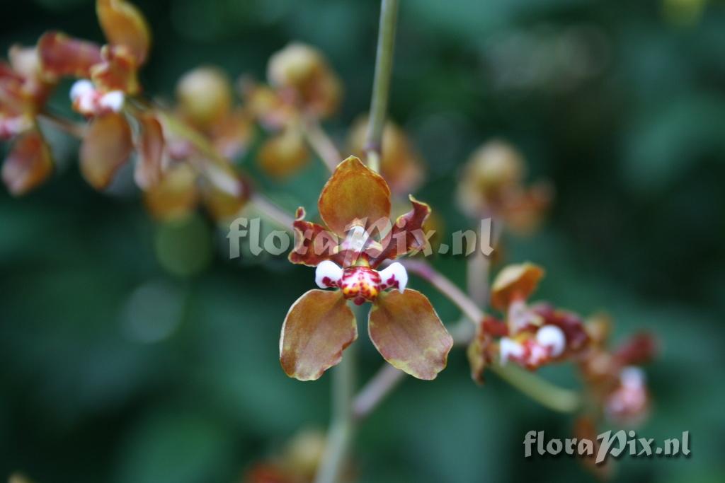 Oncidium microchilum 