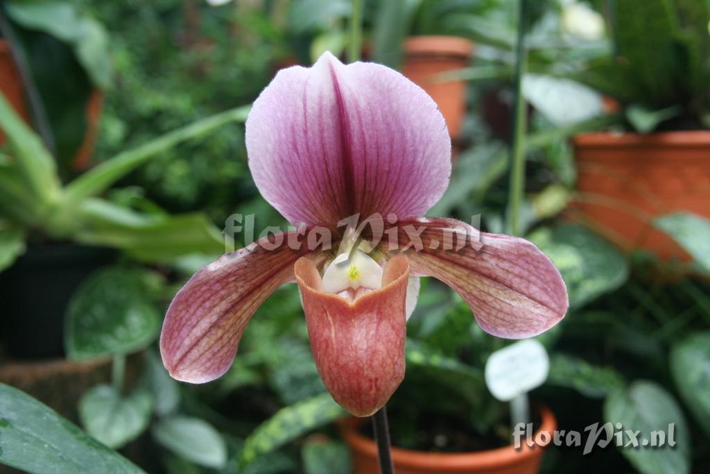 Paphiopedilum 