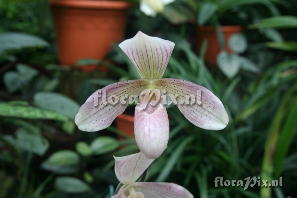 Paphiopedilum 