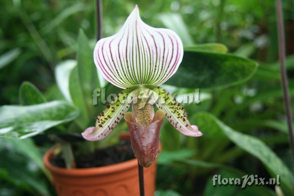 Paphiopedilum 