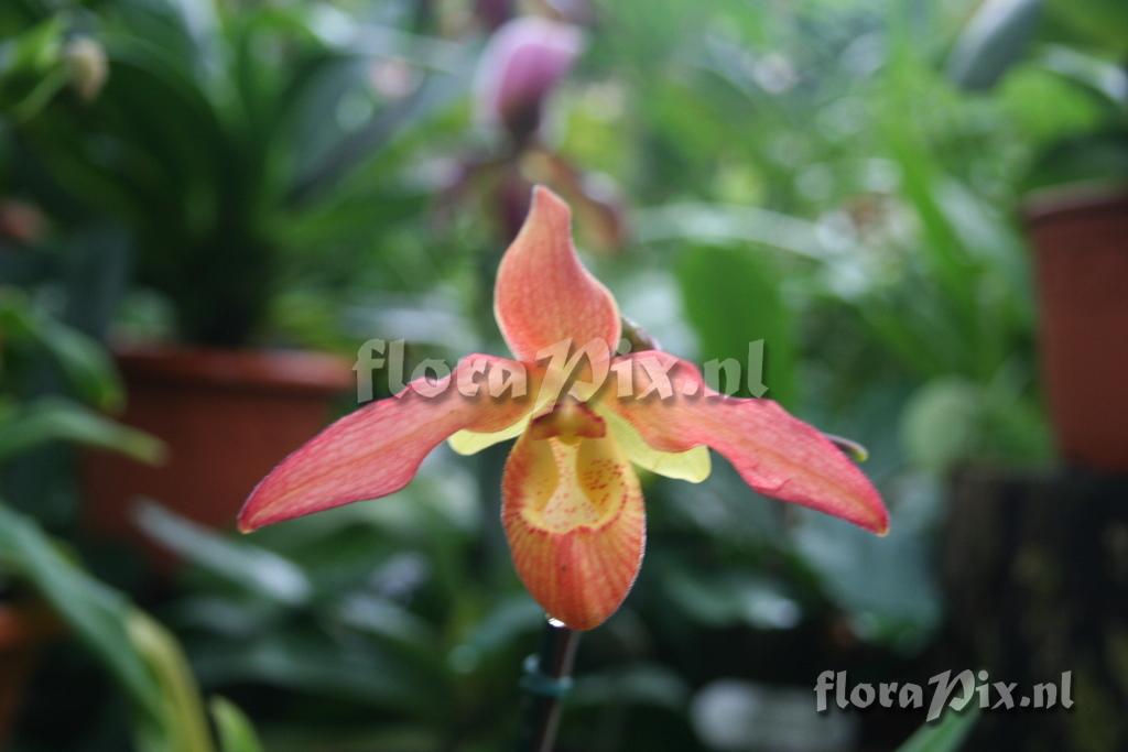 Phragmipedium bessae x pearcei 