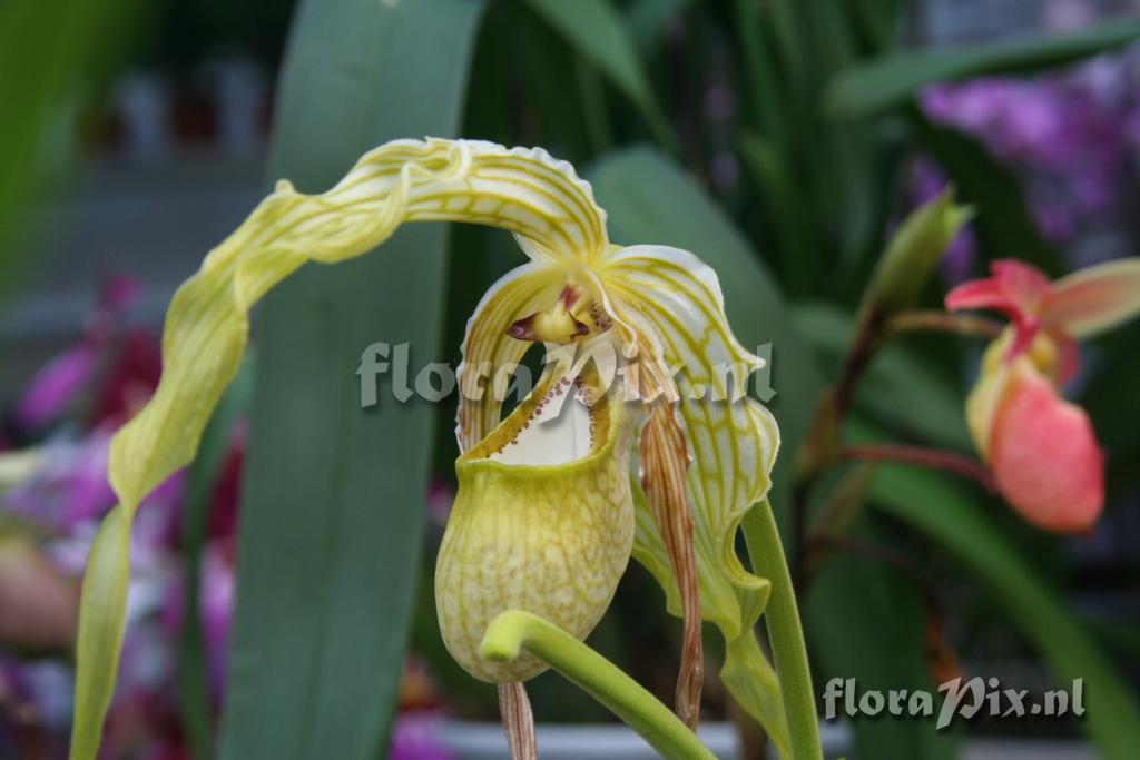 Phragmipedium wallisii x caudatum