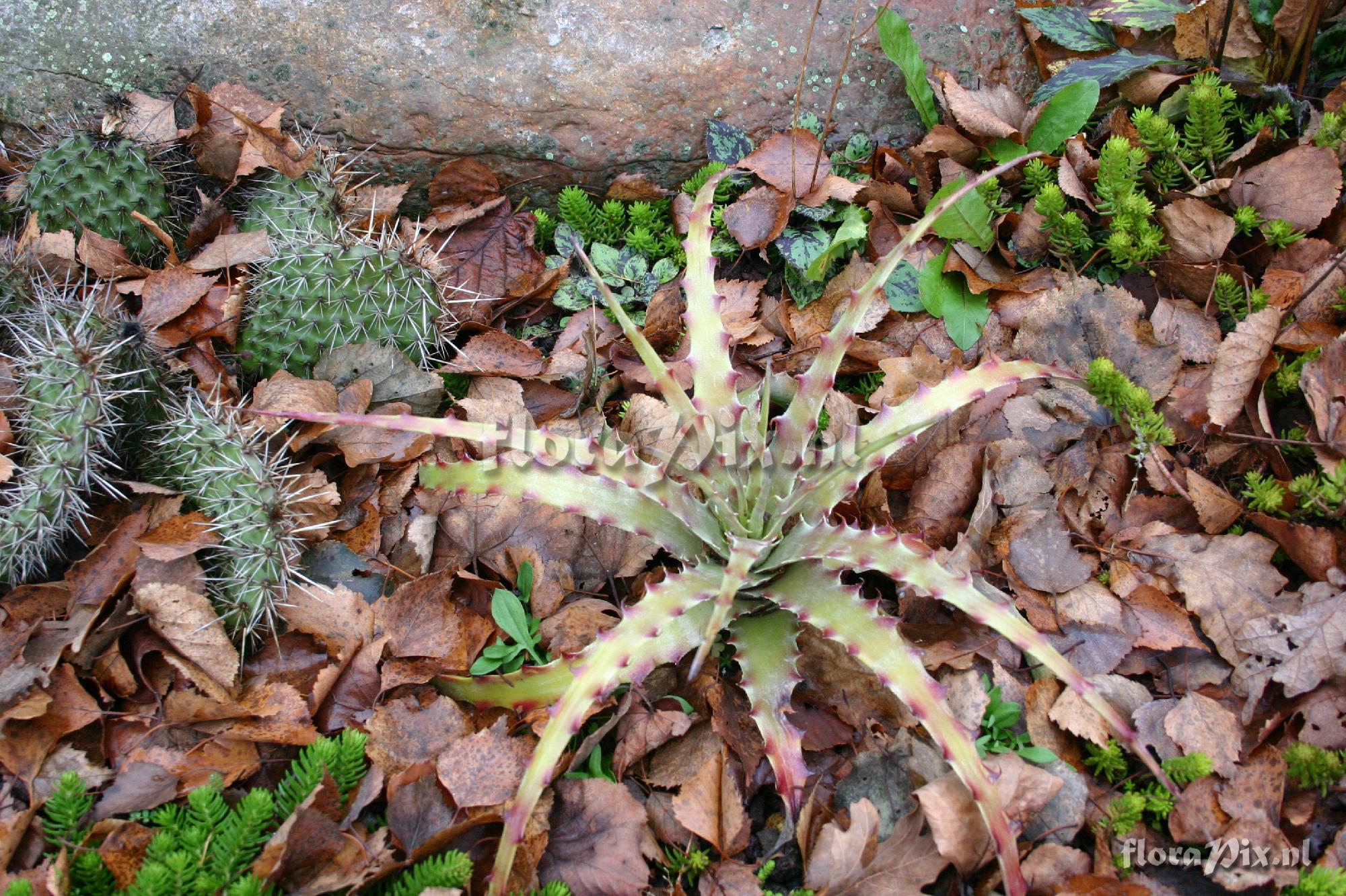 Hechtia glomerata