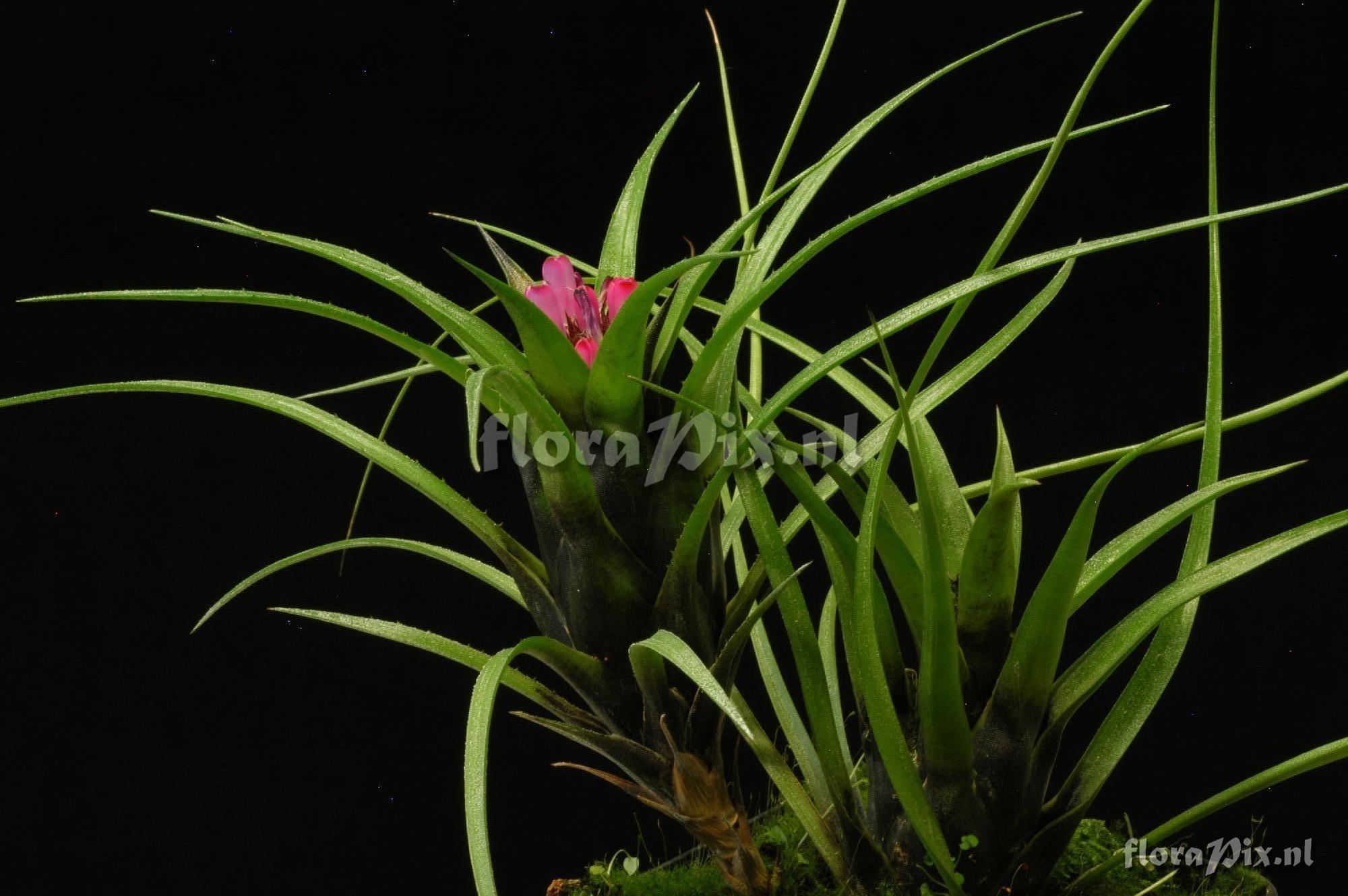 Aechmea recurvata var. benrathii