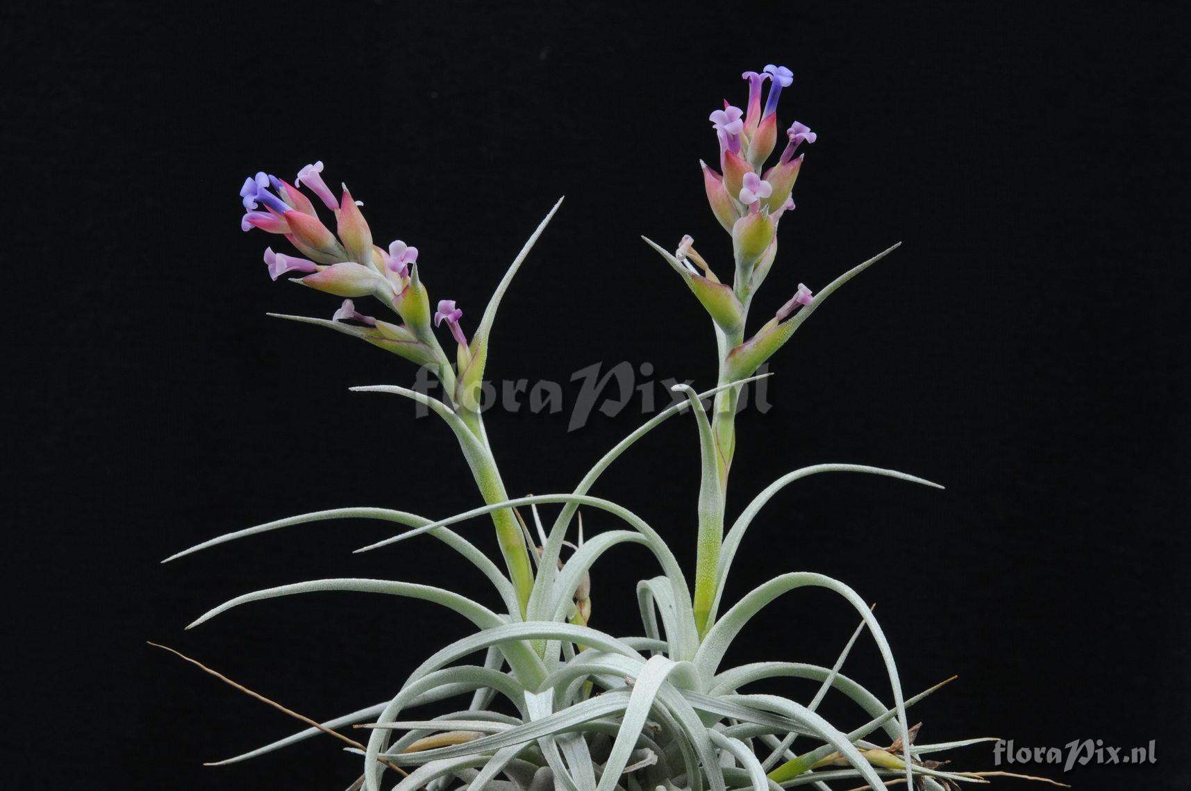 Tillandsia stricta v. albifolia