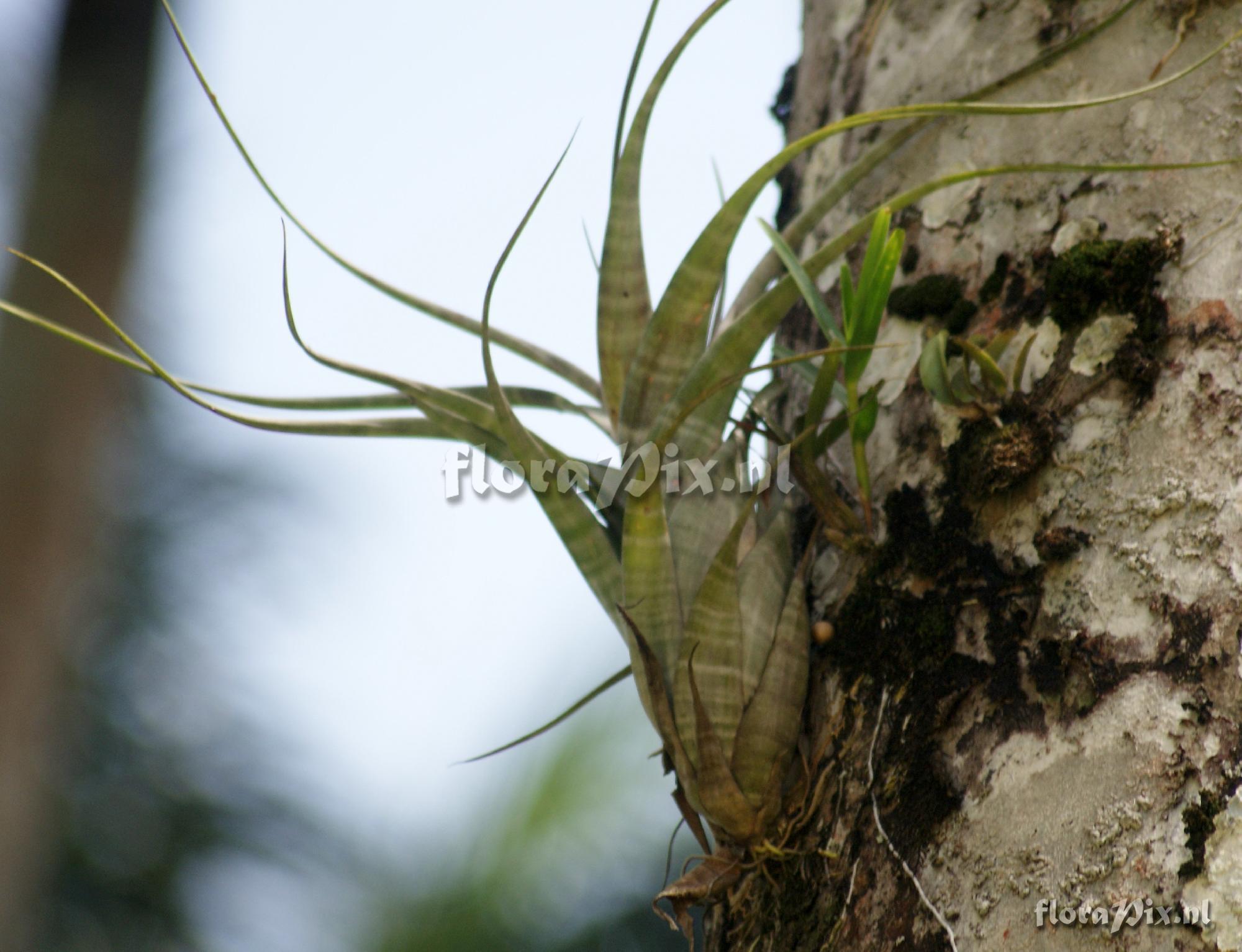 Tillandsia flexuosa