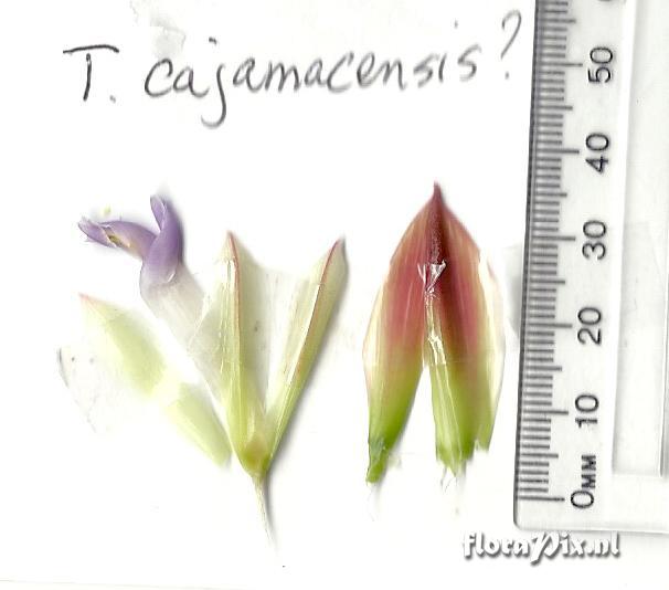 Tillandsia cajamarcensis