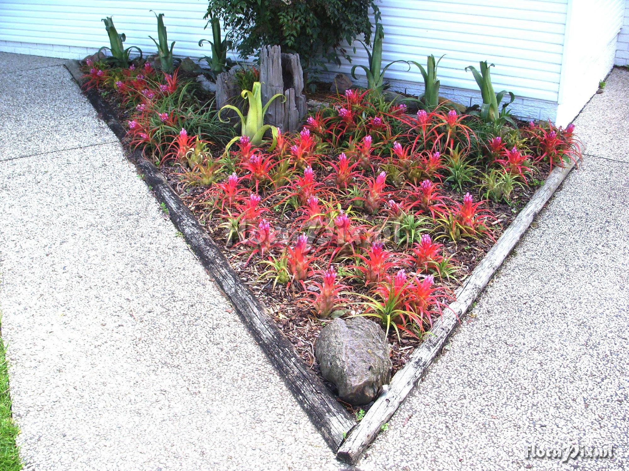 Aechmea recurvata