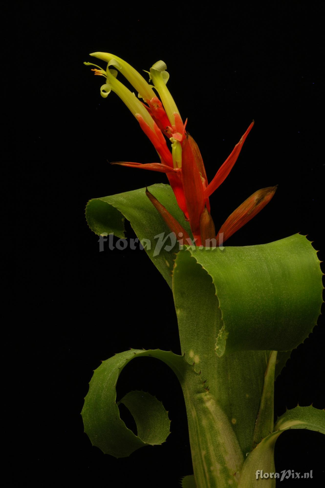 Billbergia lietzei var chlorantha