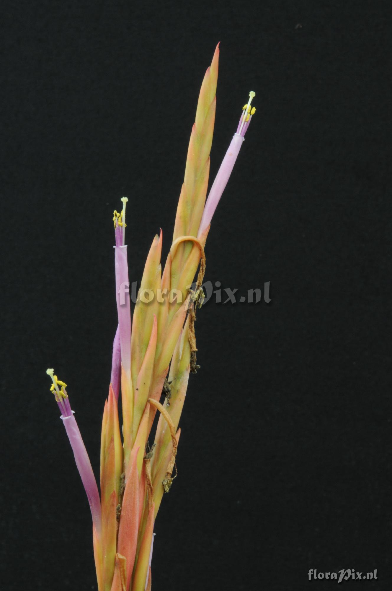 Tillandsia coalcomanensis