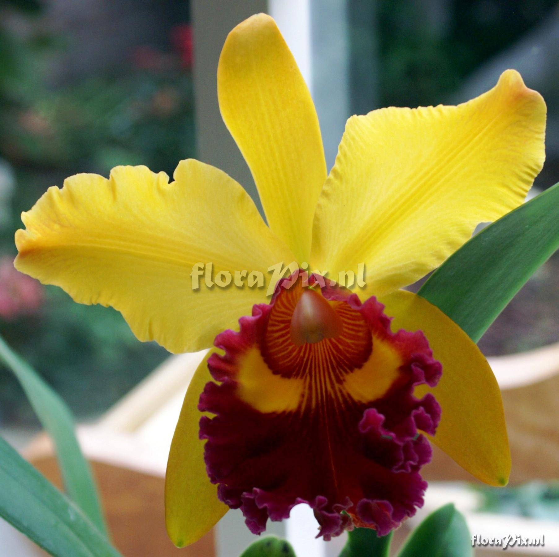 Cattleya Hybride