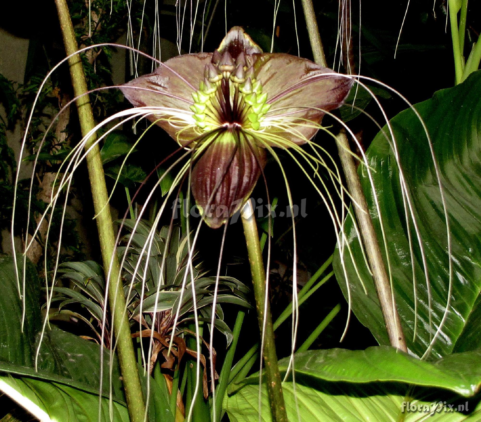 Tacca sp.