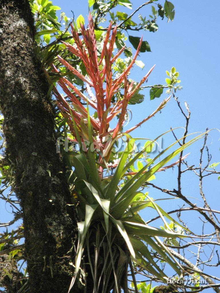 Tillandsia parryi