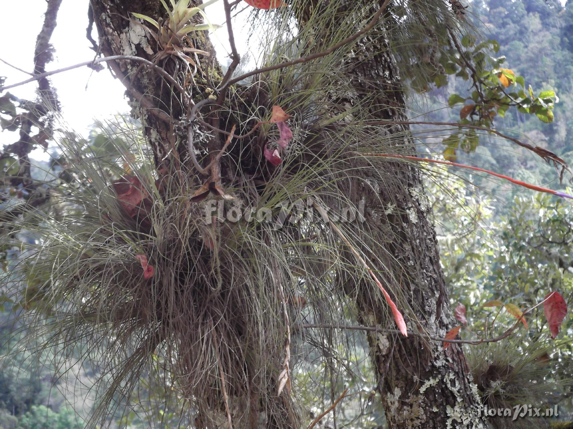 Tillandsia sessemocinoi