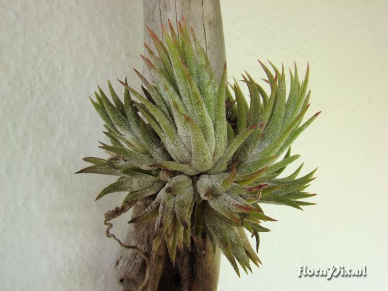 Tillandsia ionantha 