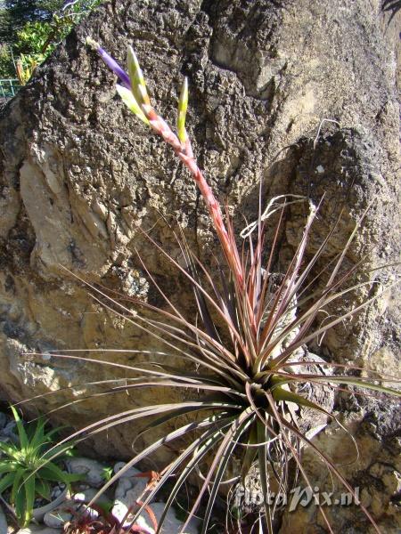 Tillandsia sp