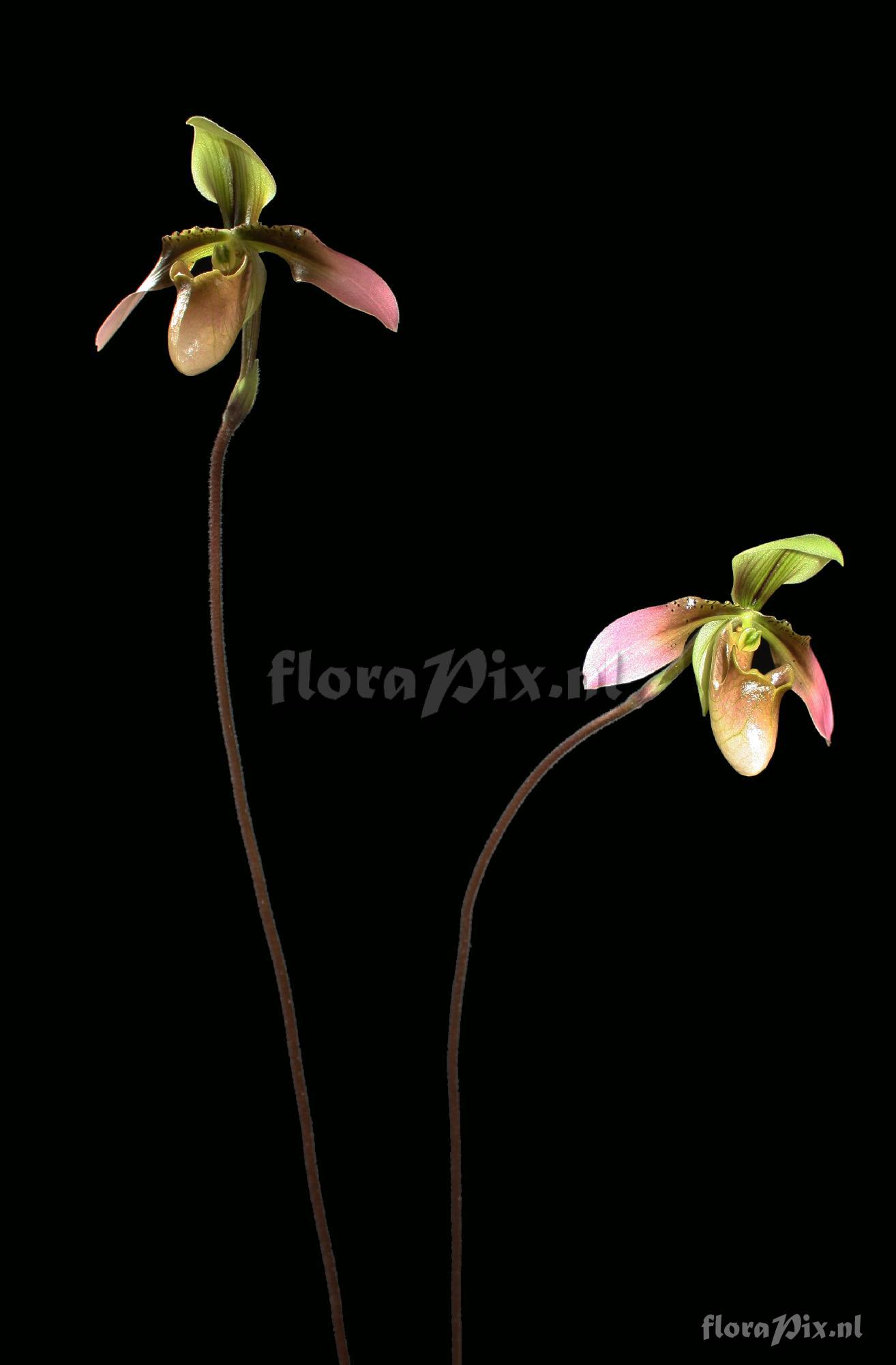 Paphiopedilum appletonianum (Gower) Rolfe 1896