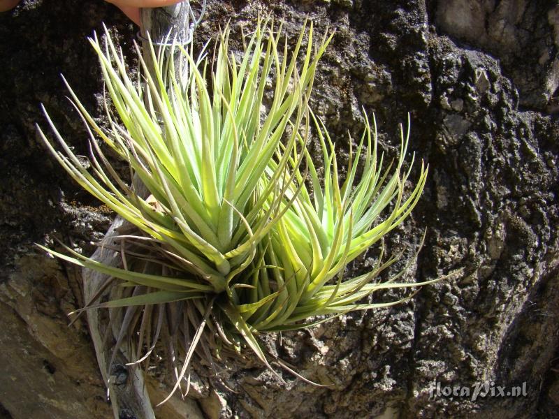 Tillandsia tenuifolia var strobiliformis