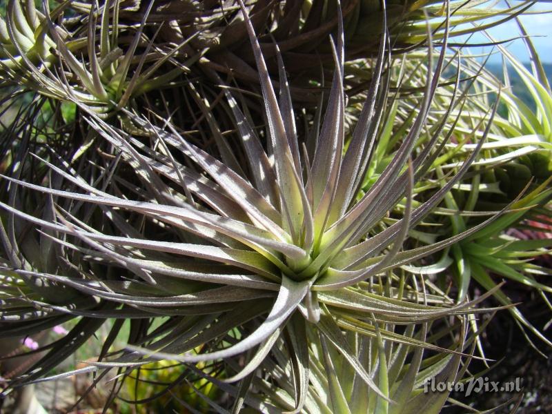 Tillandsia sp