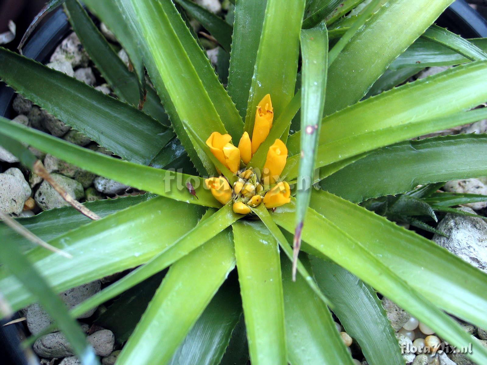 Orthophytum supthutii