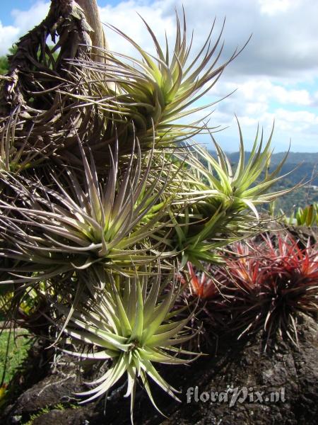 Tillandsia sp