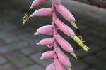 Vriesea pardalina