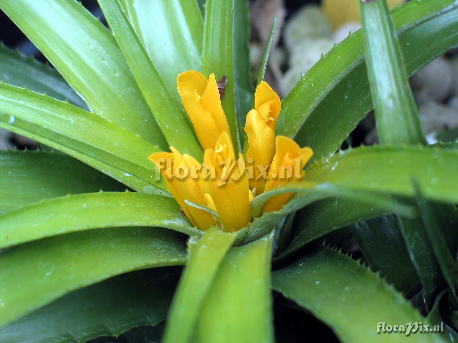 Orthophytum supthutii