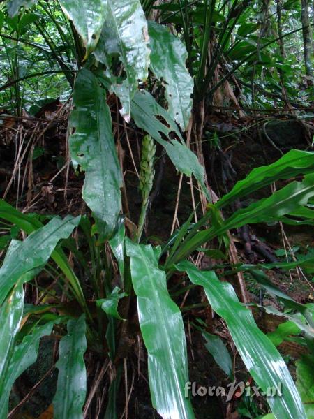 Pitcairnia altensteinii var altensteinii