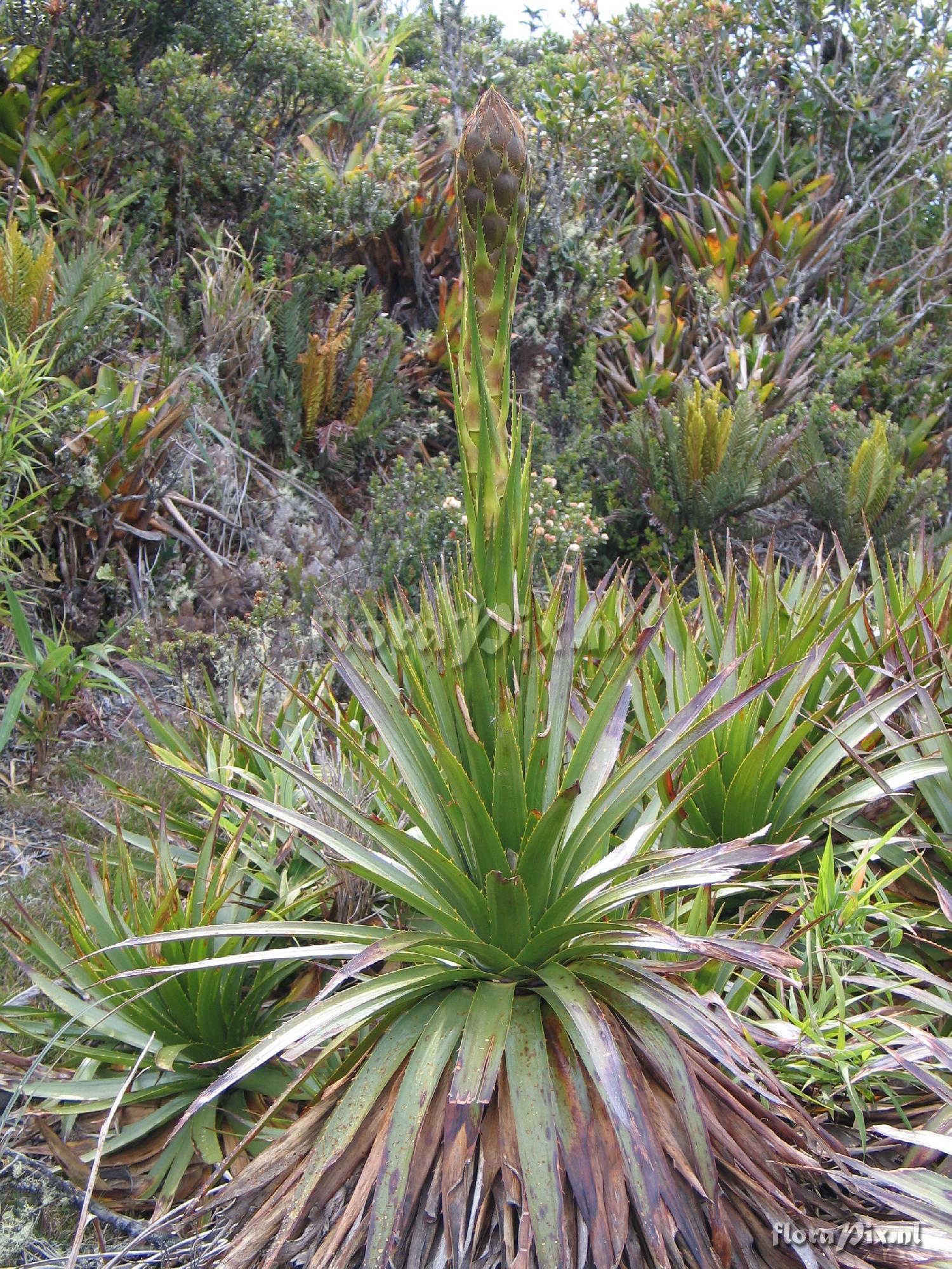 Puya 