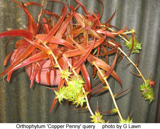 Orthophytum 'Copper Penny'