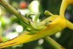 Heliconia clinophila