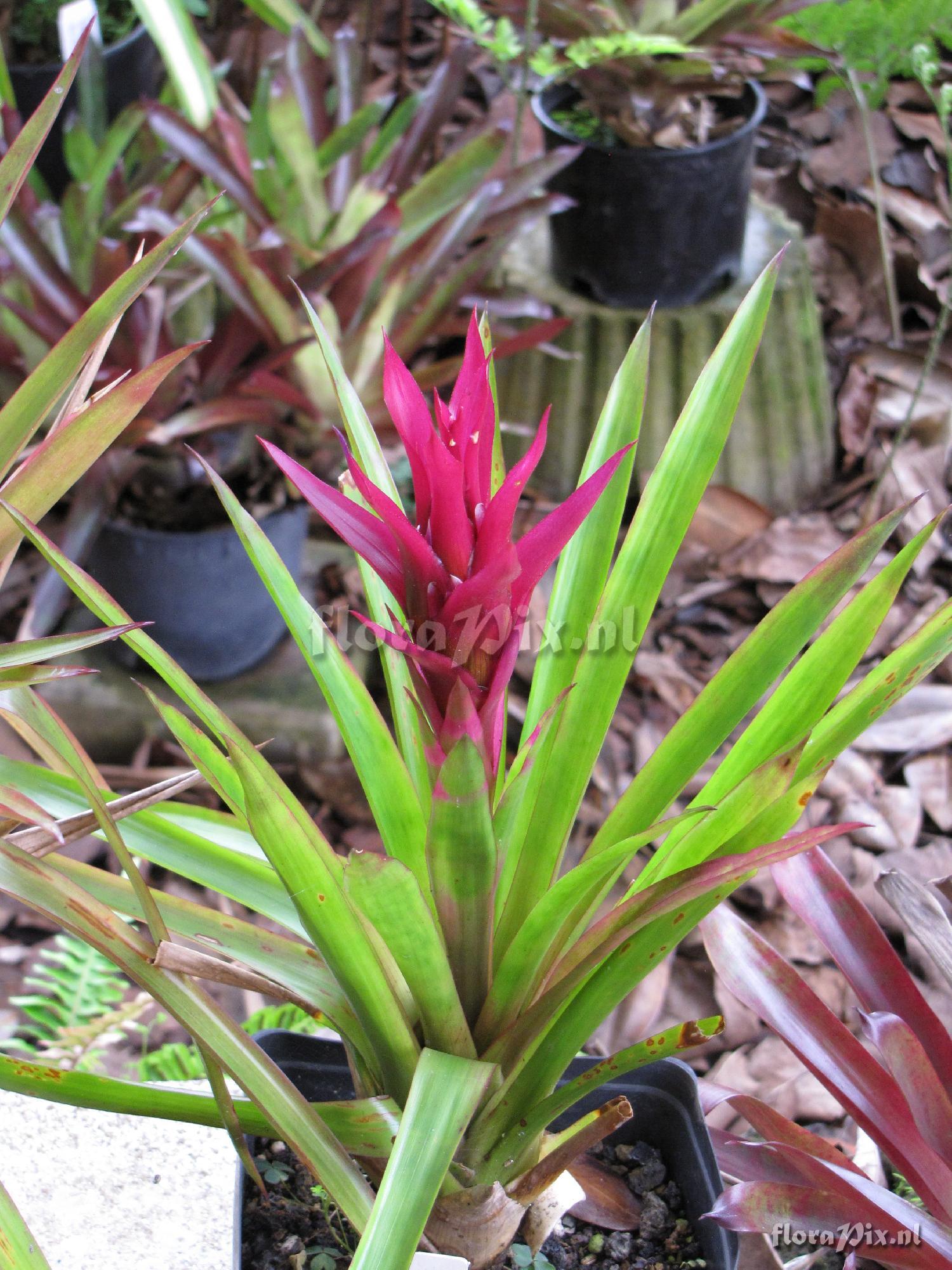 Guzmania lingulata (incl. minor) cultivar