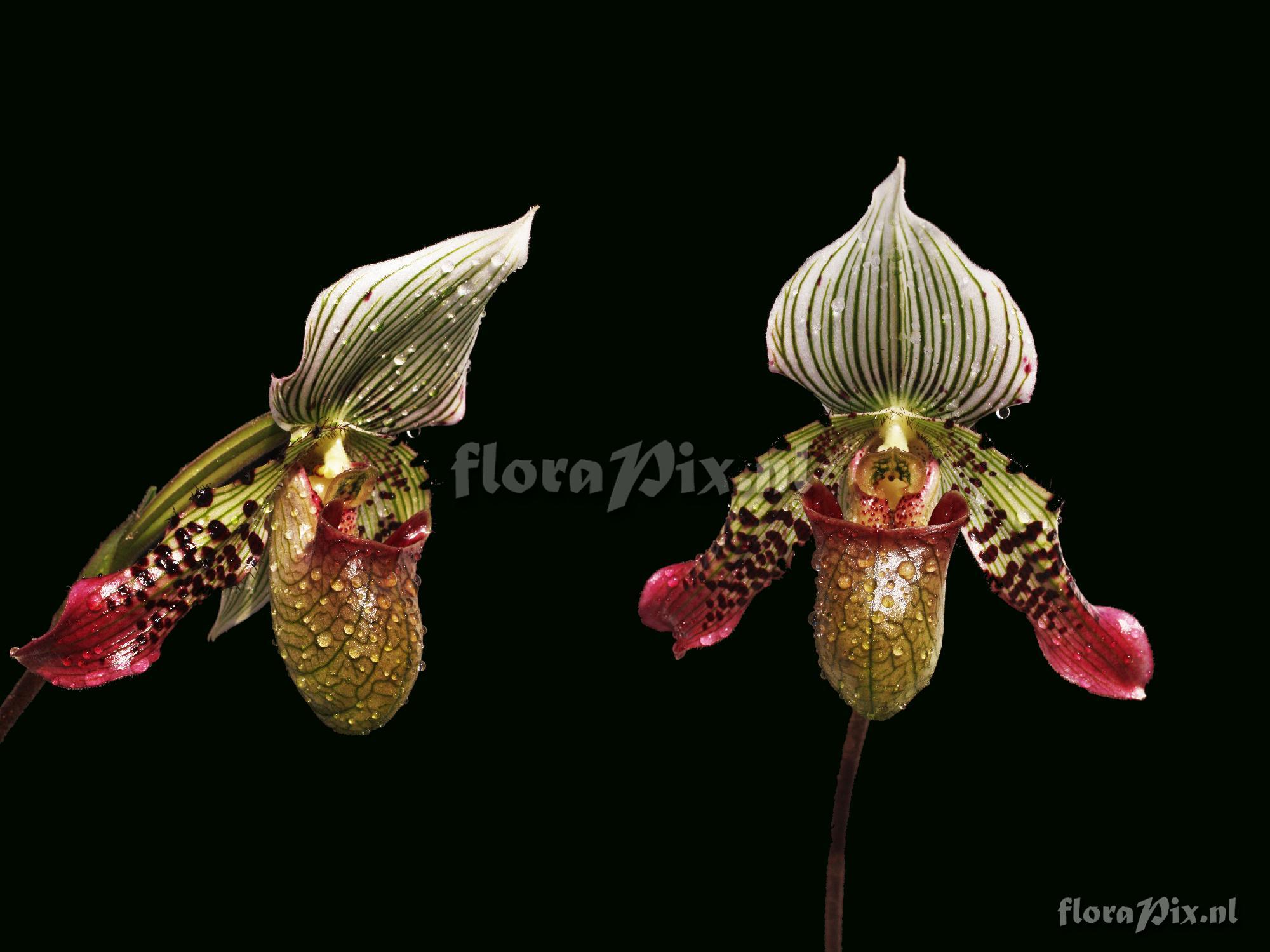 Paphiopedilum argus (Rchb. f.) Stein