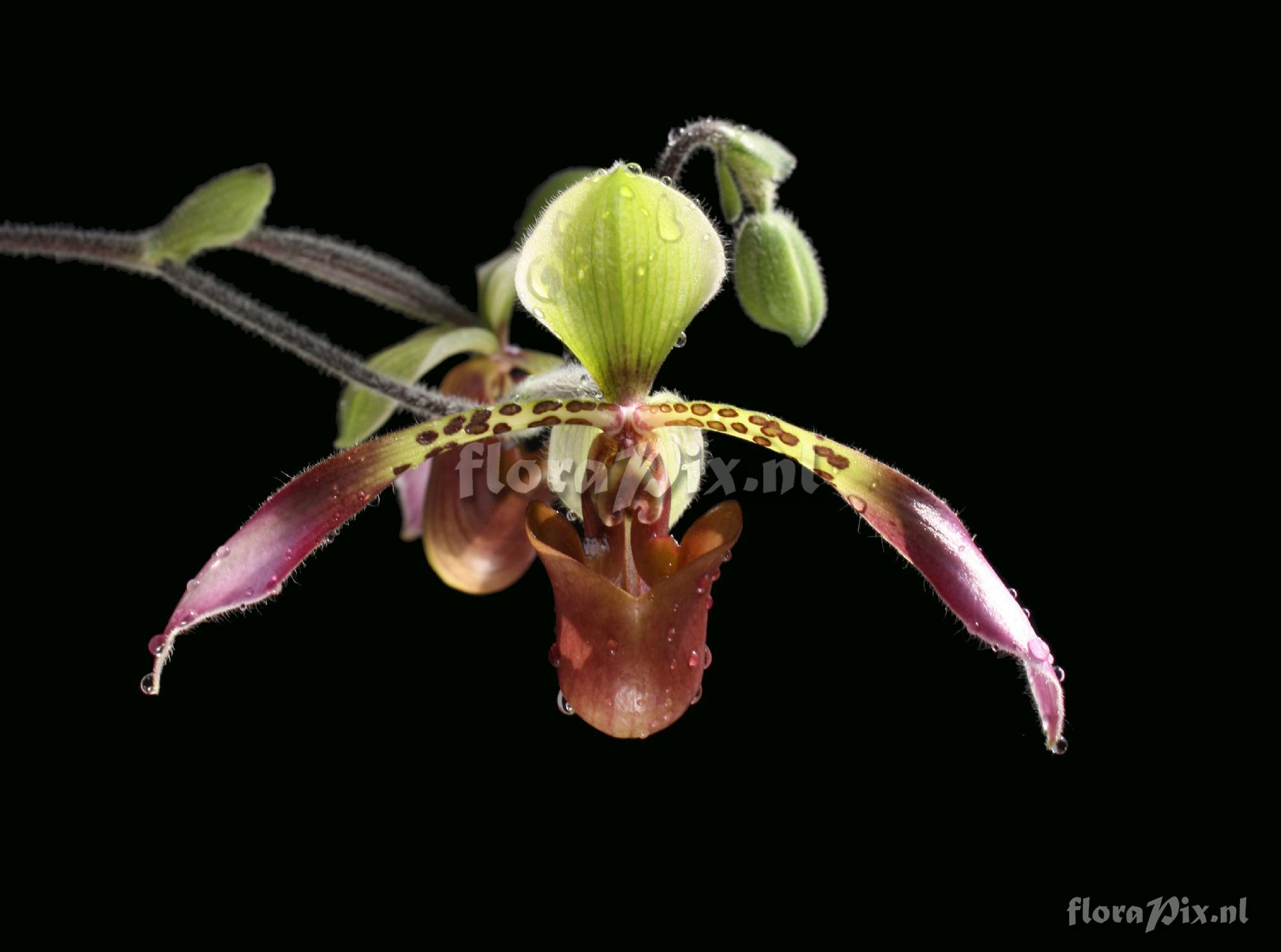 Paphiopedilum lowii (Lindl.) Stein