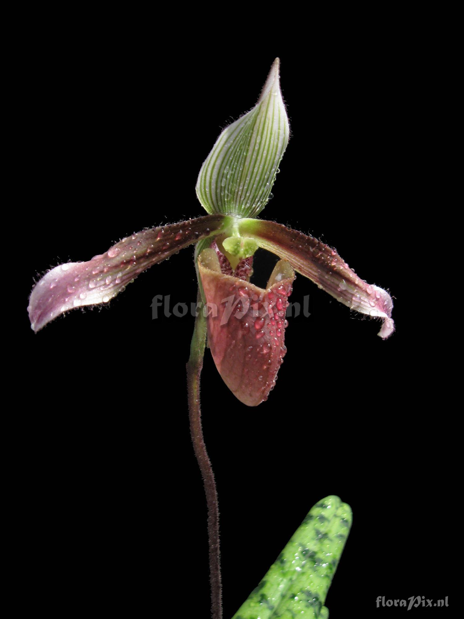 Paphiopedilum dayanum (Lindl.) Stein