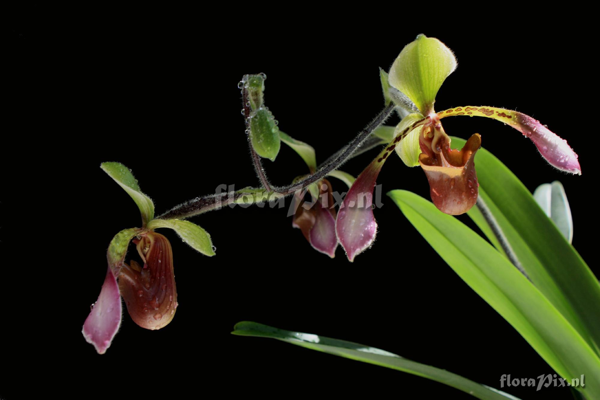 Paphiopedilum lowii (Lindl.) Stein