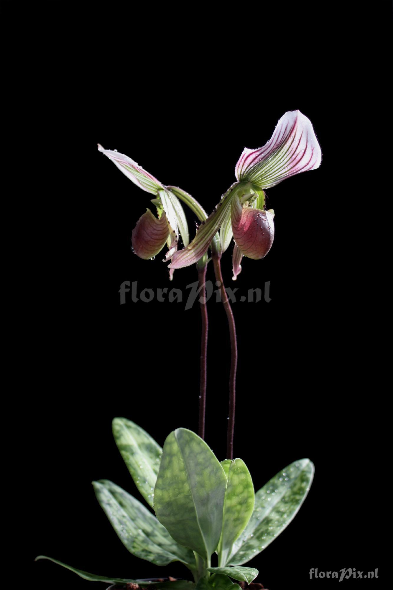 Paphiopedilum callosum (Rchb. f.) Pfitzer 1895 