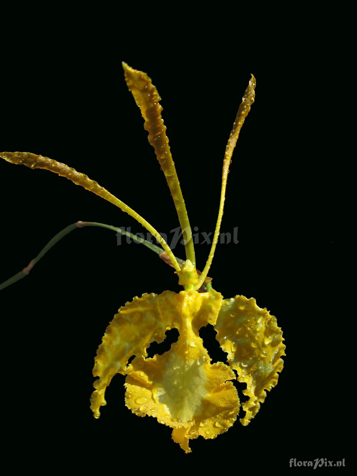 Psychopsis x Mariposa "Alba"