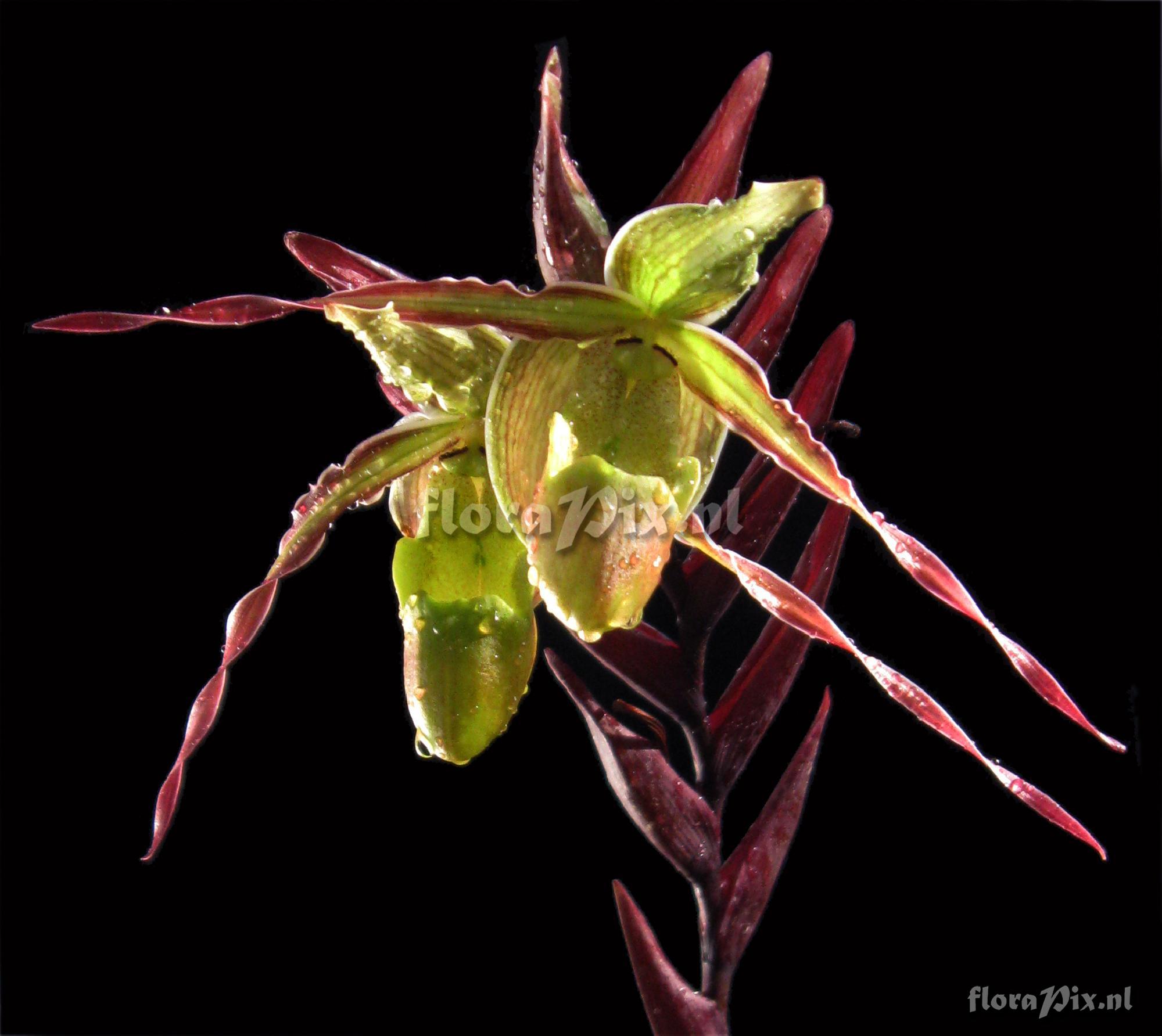 Phragmipedium longifolium (Rchb. & Warzewicz) Rolf