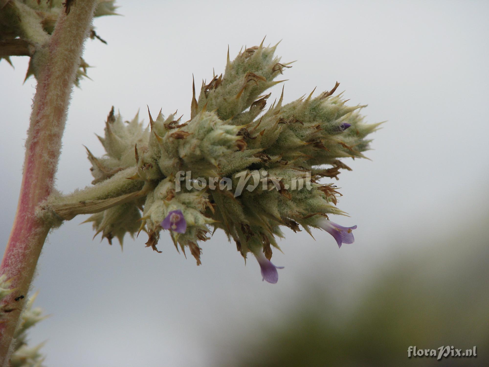 Hohenbergia horrida