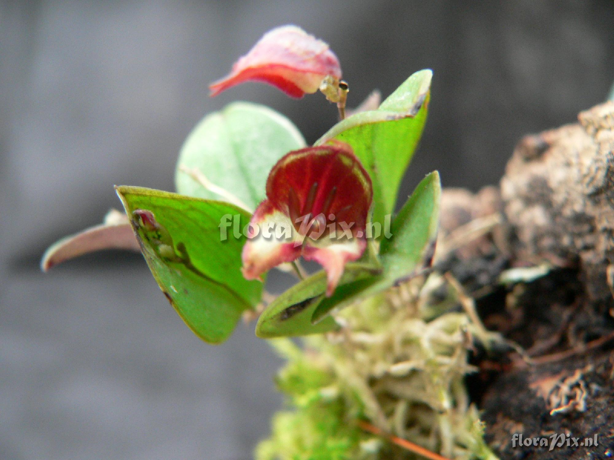 Lepanthes quadricornis