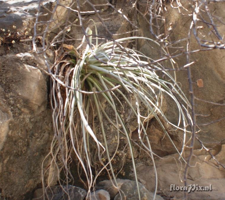 Hechtia tillandsioides