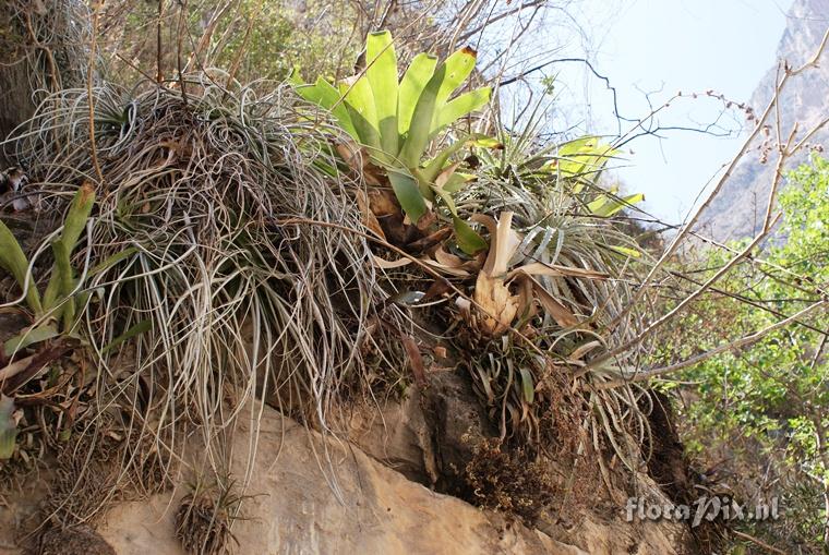 Hechtia tillandsioides