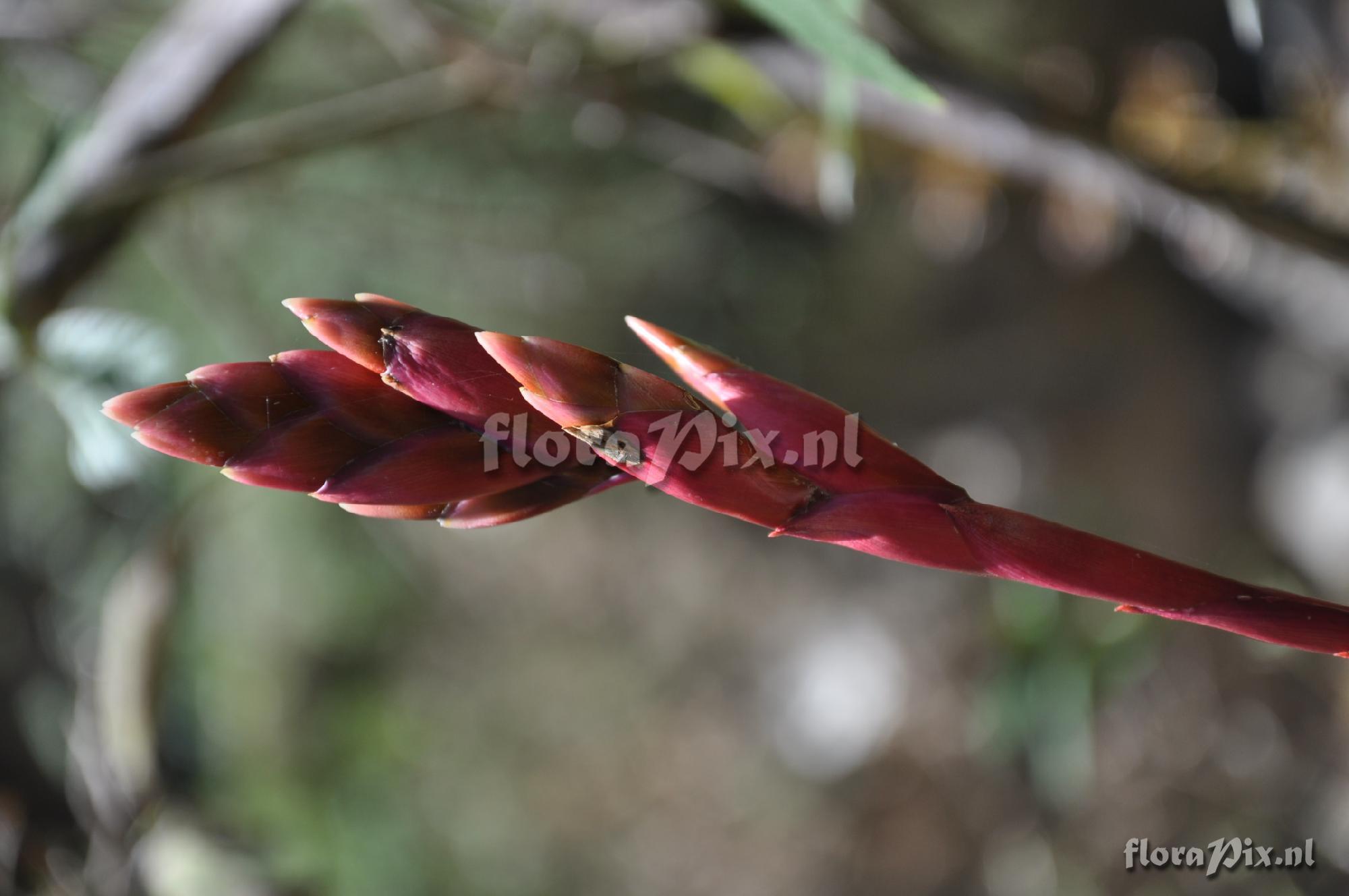 Tillandsia spec.