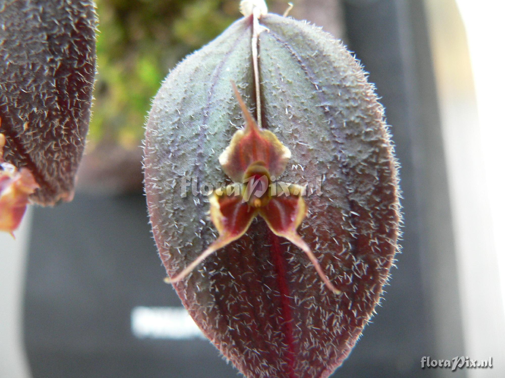 Lepanthes fiskei